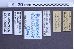 Etiketten zu Hypoganus sulcicollis (NHMW-ZOO-COL-0007937)